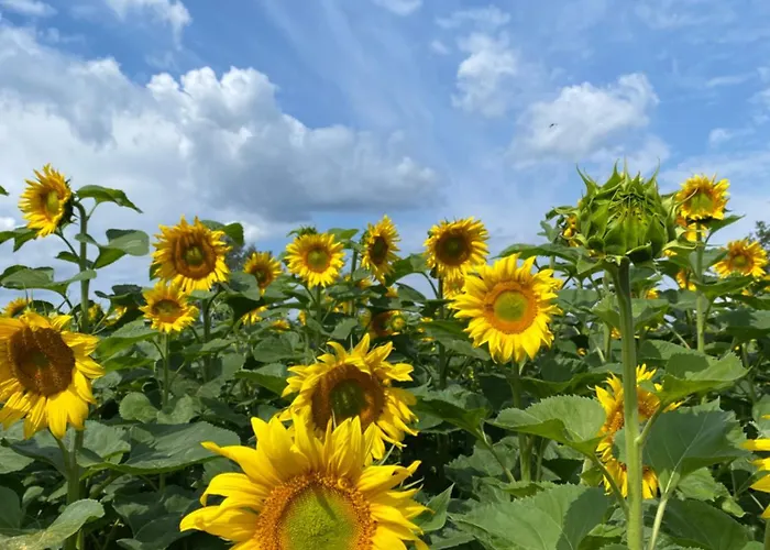 Holiday home Borow Prusice